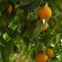 Sinaasappels in de tuin van het Bahia paleis in Marrakesh
