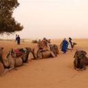 De dromedarissen liggen klaar voor de tocht naar het kamp in de woestijn